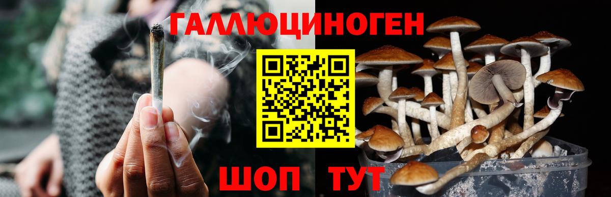 Галлюциногенные грибы Psilocybe  Галлюциногенные грибы Psilocybine cubensis  Шадринск  Вход с VPN 